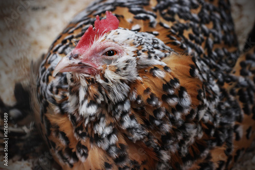 Spotted Chicken