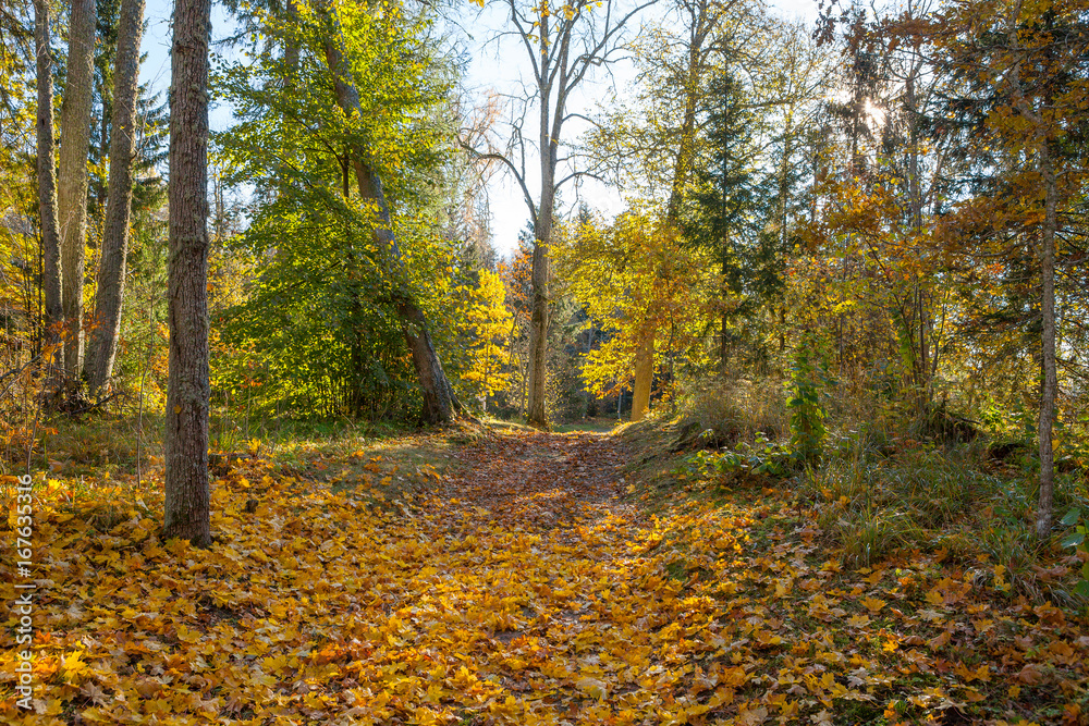 Path through the autumn forest with deciduous trees backlit by the rays of the sun. Path through the autumn forest with deciduous trees backlit by the rays of the sun.