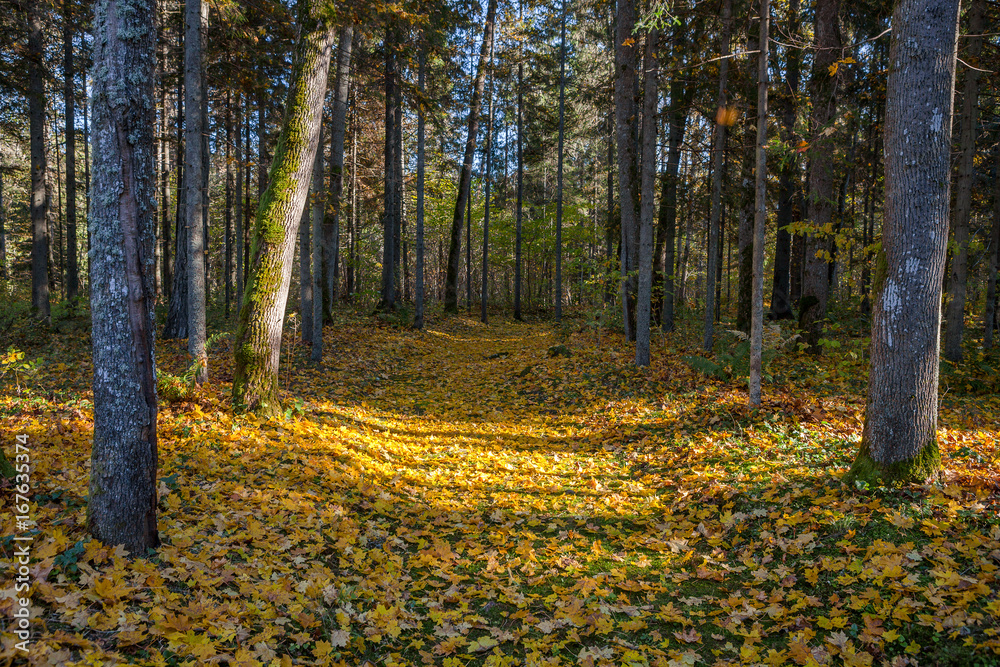 Path through the autumn forest with deciduous trees backlit by the rays of the sun. Path through the autumn forest with deciduous trees backlit by the rays of the sun.