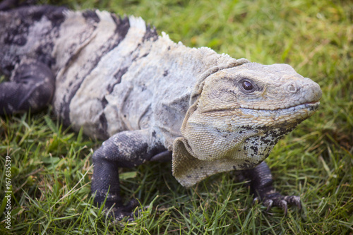 Iguana on Grass