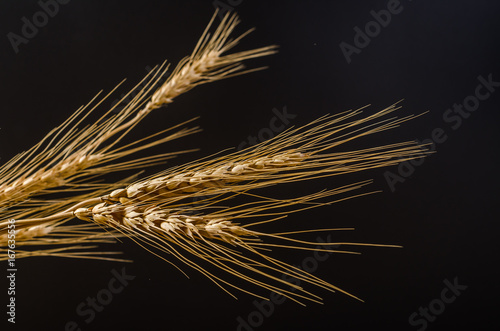 Fototapeta Barley grain on black background