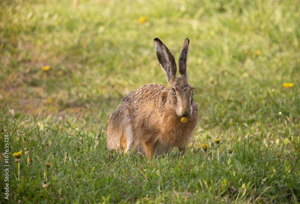 Obraz premium Hare eats on flower.