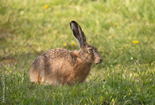 Hare eats on flower.
