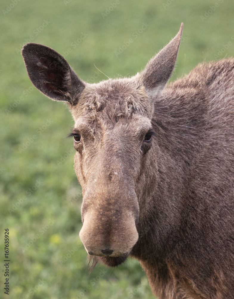 Moose portrait.