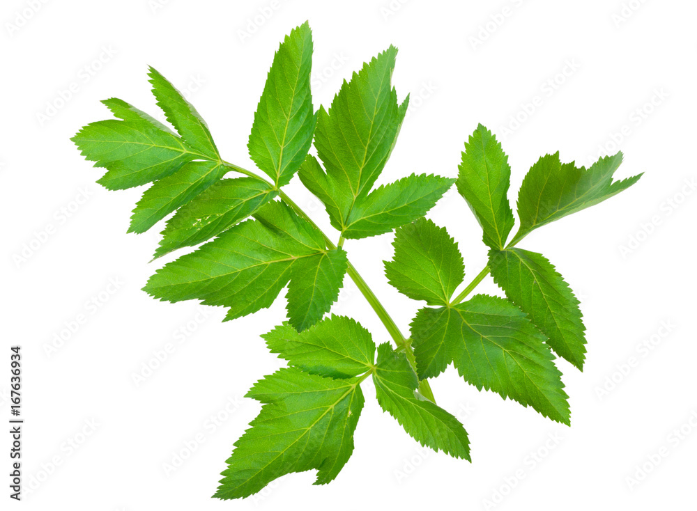 Angelica herb leaf sprig Angelica herb leaf sprig