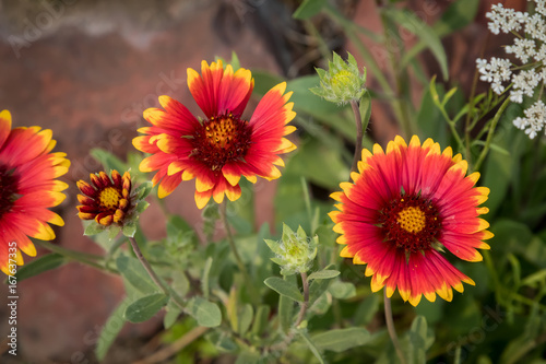 Red and yellow daisy.