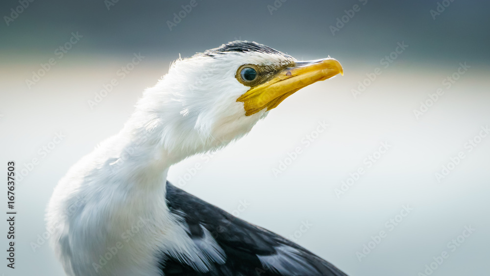 Little Pied Cormorant Little Pied Cormorant
