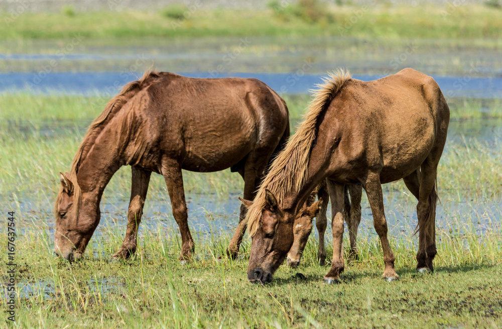 Wild horses of Mannar, Sri Lanka