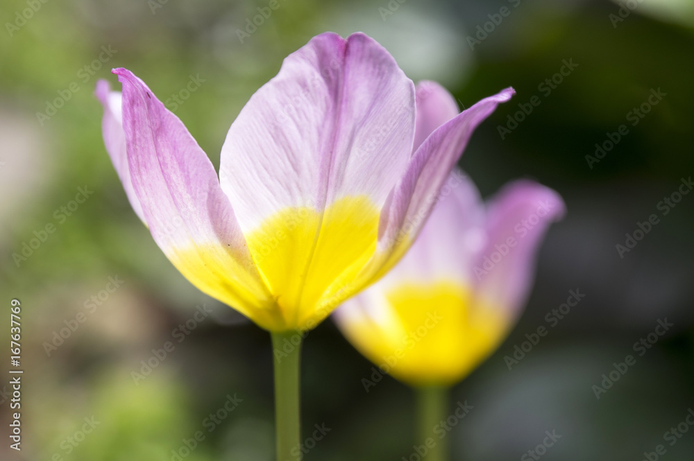 Two tulipa saxatilis - lilac wonder in bloom Two tulipa saxatilis - lilac wonder in bloom