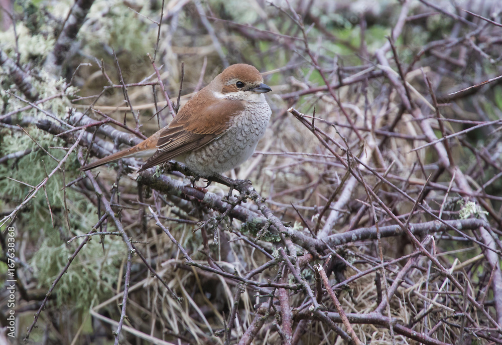 Red backed shrike (anius-collurio). female.