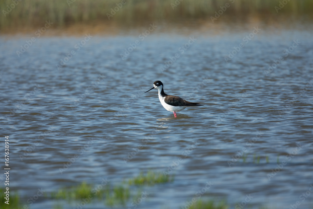 Isolated Black-necked stilt, seen in a North California marsh