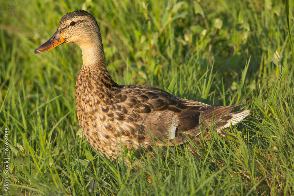 Female mallard in the grass, seen in the wild in a North California marsh Female mallard in the grass, seen in the wild in a North California marsh