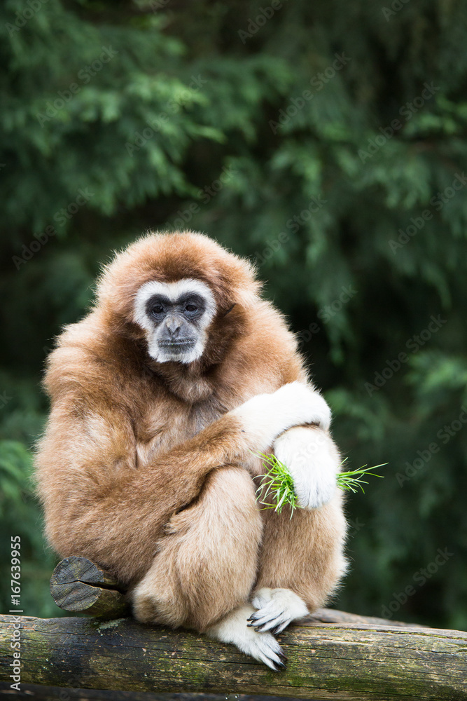 Obraz premium lar gibbon