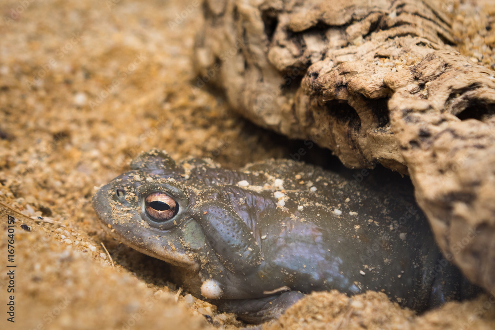 Obraz premium Colorado River toad