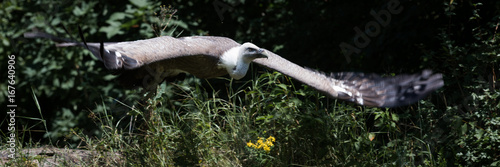 griffon vulture photo