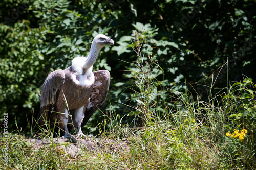 griffon vulture photo