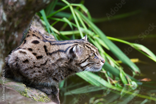 fishing cat