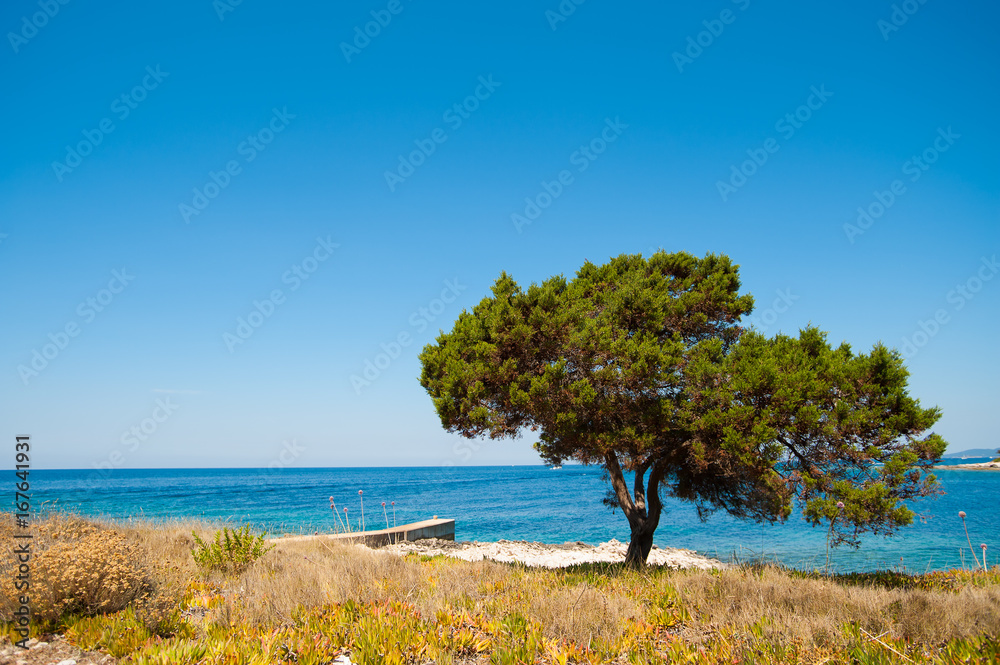 coast with tree in front of blue sea coast with tree in front of blue sea