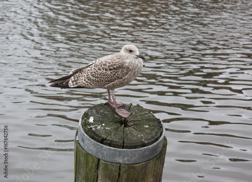 Nordsee-Möwe auf ihrem P(f)osten