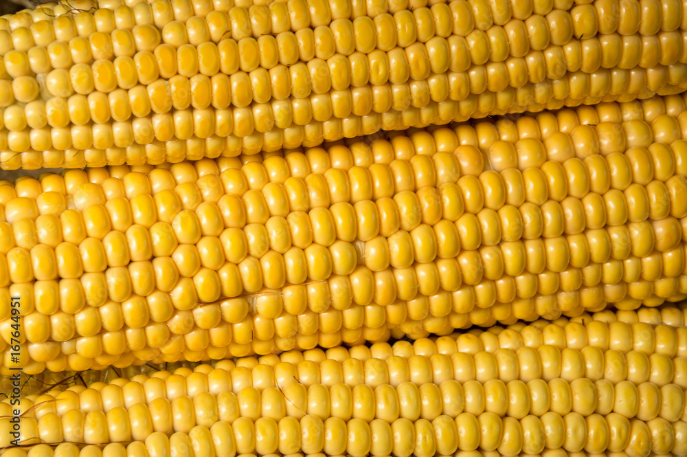 Ripe corn cobs lie tightly together Ripe corn cobs lie tightly together