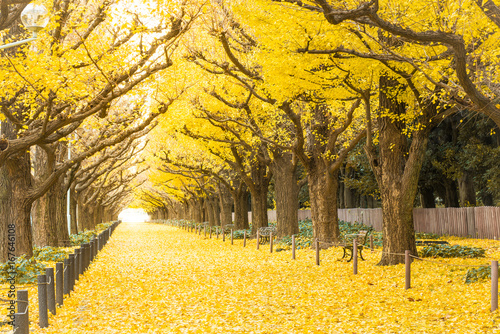 Yellow ginkgo trees and yellow ginkgo leaves at Ginkgo avenue.(Icho Namiki) Tokyo,Japan.
