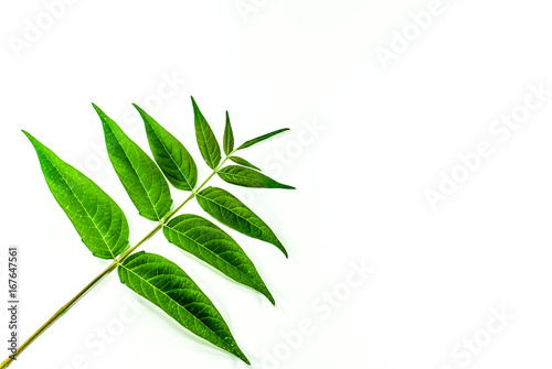 Green plant on a white background