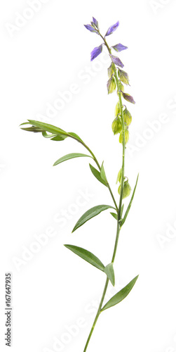 Milkwort isolated on white background. Medicinal plant with small blue flowers