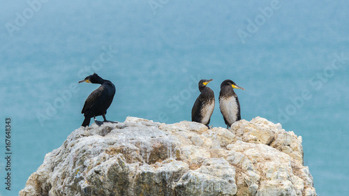     Great cormoran, birds on the cliff in Ireland  © Pascale Gueret