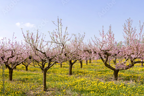 Blühende Pfirschbäume