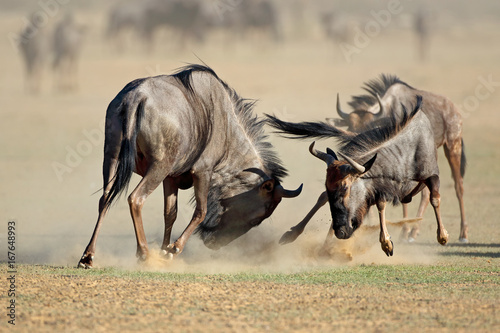 Two blue wildebeest Connochaetes taurinus) fighting for territory, Kalahari desert, South Africa. photo