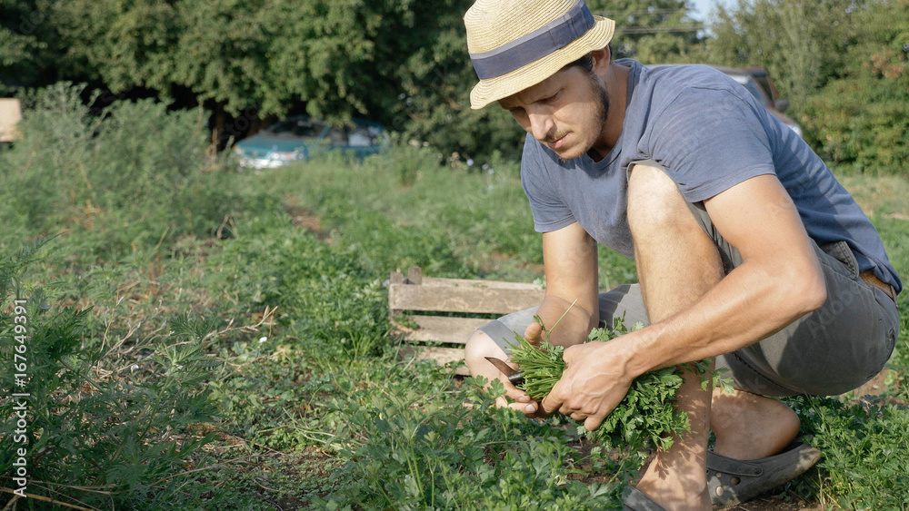 Farmer in hat harvesting fresh parsley by knife on the field of organic eco farm Farmer in hat harvesting fresh parsley by knife on the field of organic eco farm