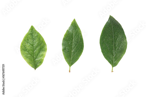 three green leaves from bush isolated on white