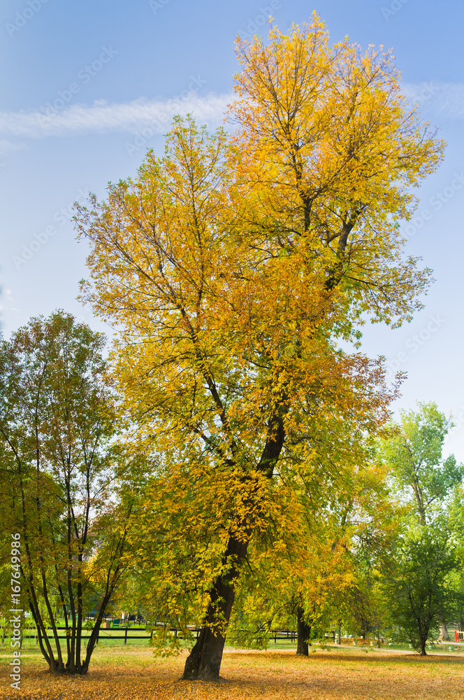 Fototapeta premium Slanted tree in a park with yellow autumn coat, Belgrade, Serbia