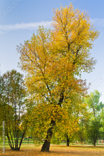 Slanted tree in a park with yellow autumn coat, Belgrade, Serbia