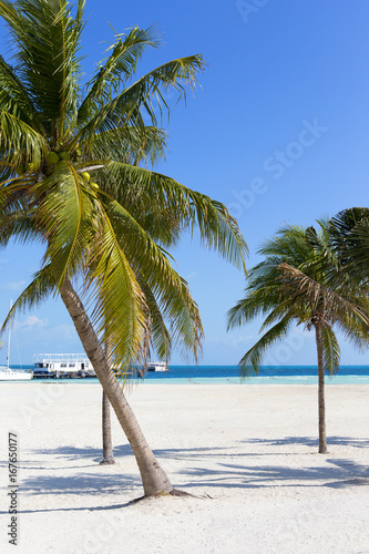 Coconut trees on the beach. Harbor with boats in the background. Silent tropical beach on the shore of the Caribbean ocean.