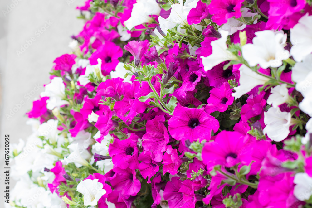 Close up view of vibrant white and pink petunia - surfinia flowers