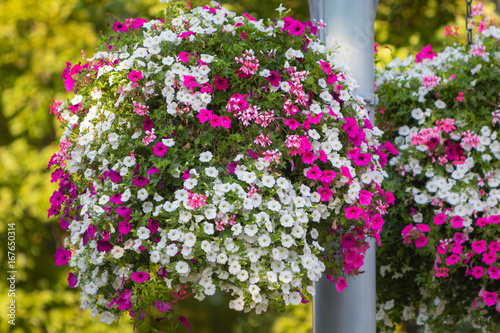 Large hanging basket with vibrant flowers