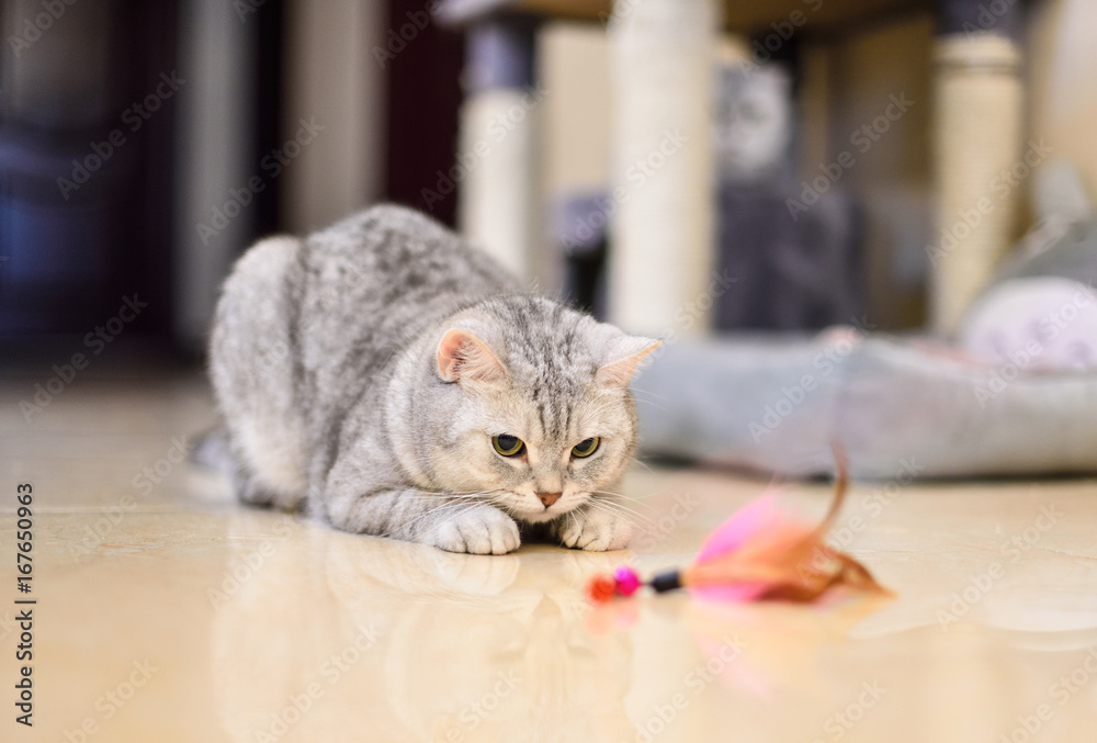 Obraz premium szaro-biały pręgowany kot bawi się zabawką z kociego pióra