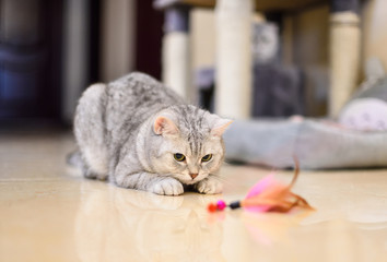 gray-white tabby cat plays with a cat feather toy