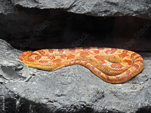 Corn Snake Coiled in The Cave