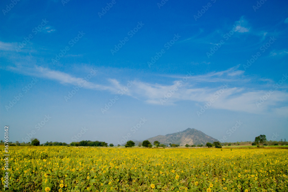 Obraz premium sunflower