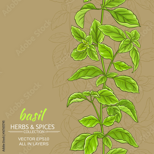 basil vector background