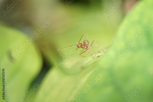 The Red Ant © Palinee