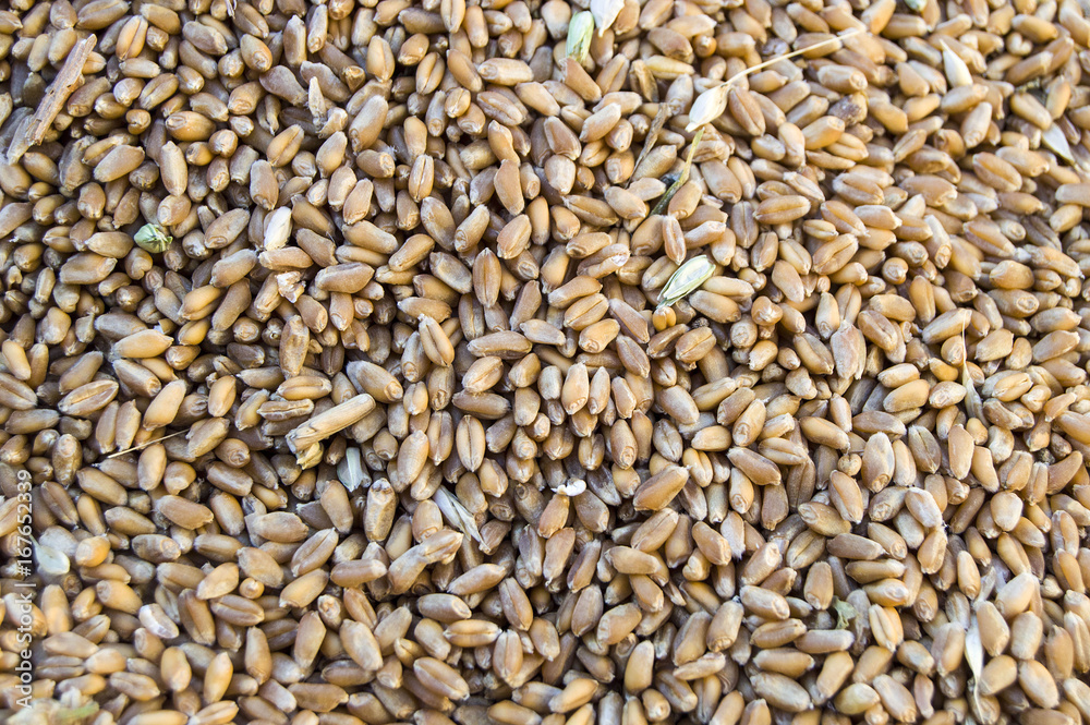 New harvested wheat pictures on the field, harvested wheat flour ready to be made,
New harvested wheat pictures on the field, harvested wheat flour ready to be made,