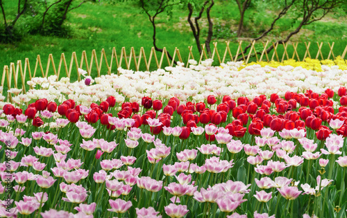 Tulip Field in Garden