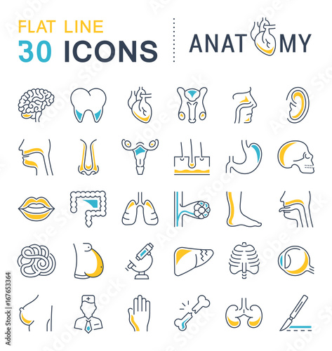 Set of Line Icons of Anatomy and Physiology