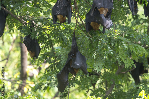 Bats hanging upside on the tree
