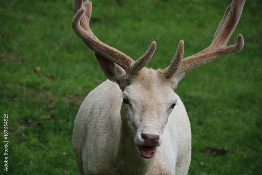 White Male Fallow Deer Buck (Dama dama)