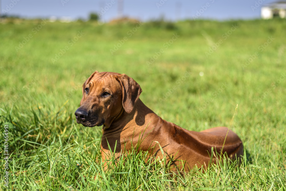 A portrait of Rhodesian Ridgeback on the grass A portrait of Rhodesian Ridgeback on the grass