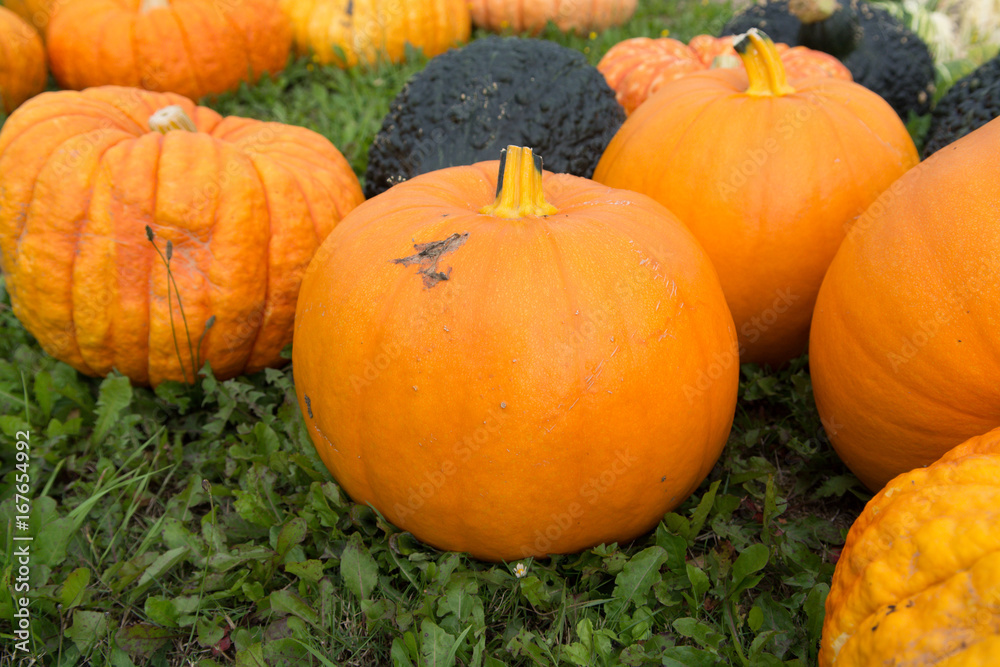 Ripe colorful pumpkins, new harvest, ready to cook and for decoration Ripe colorful pumpkins, new harvest, ready to cook and for decoration